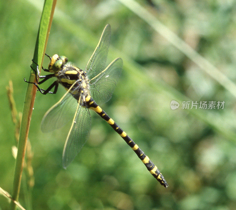 金斑蜻蜓(Cordulegaster boltonii)雄性